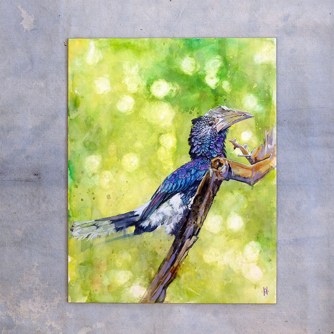 Black and White Casqued Hornbill