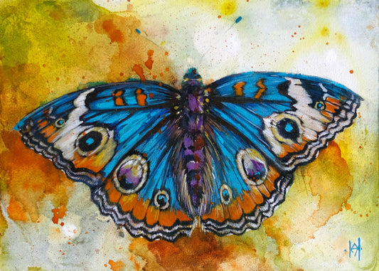 Blue Buckeye Butterfly - Signed and Numbered Fine Art Prints