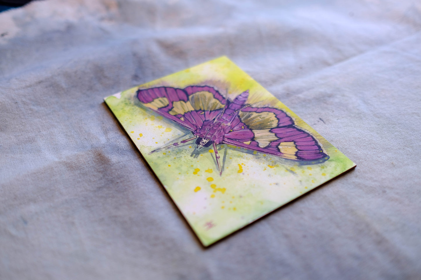 Distinguished Colymychus Moth