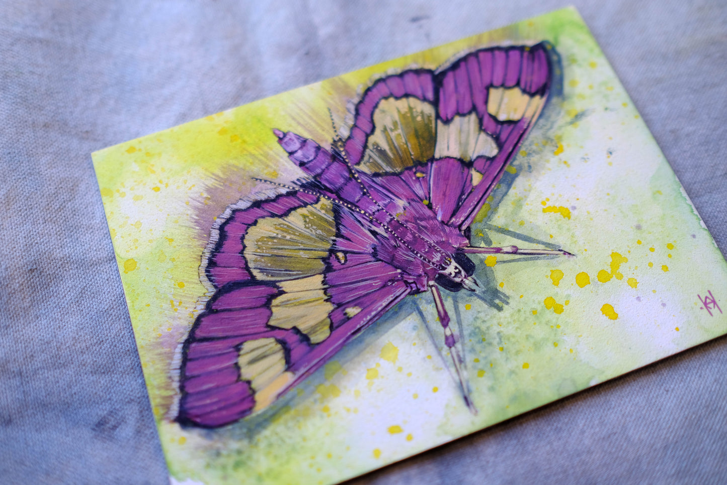 Distinguished Colymychus Moth