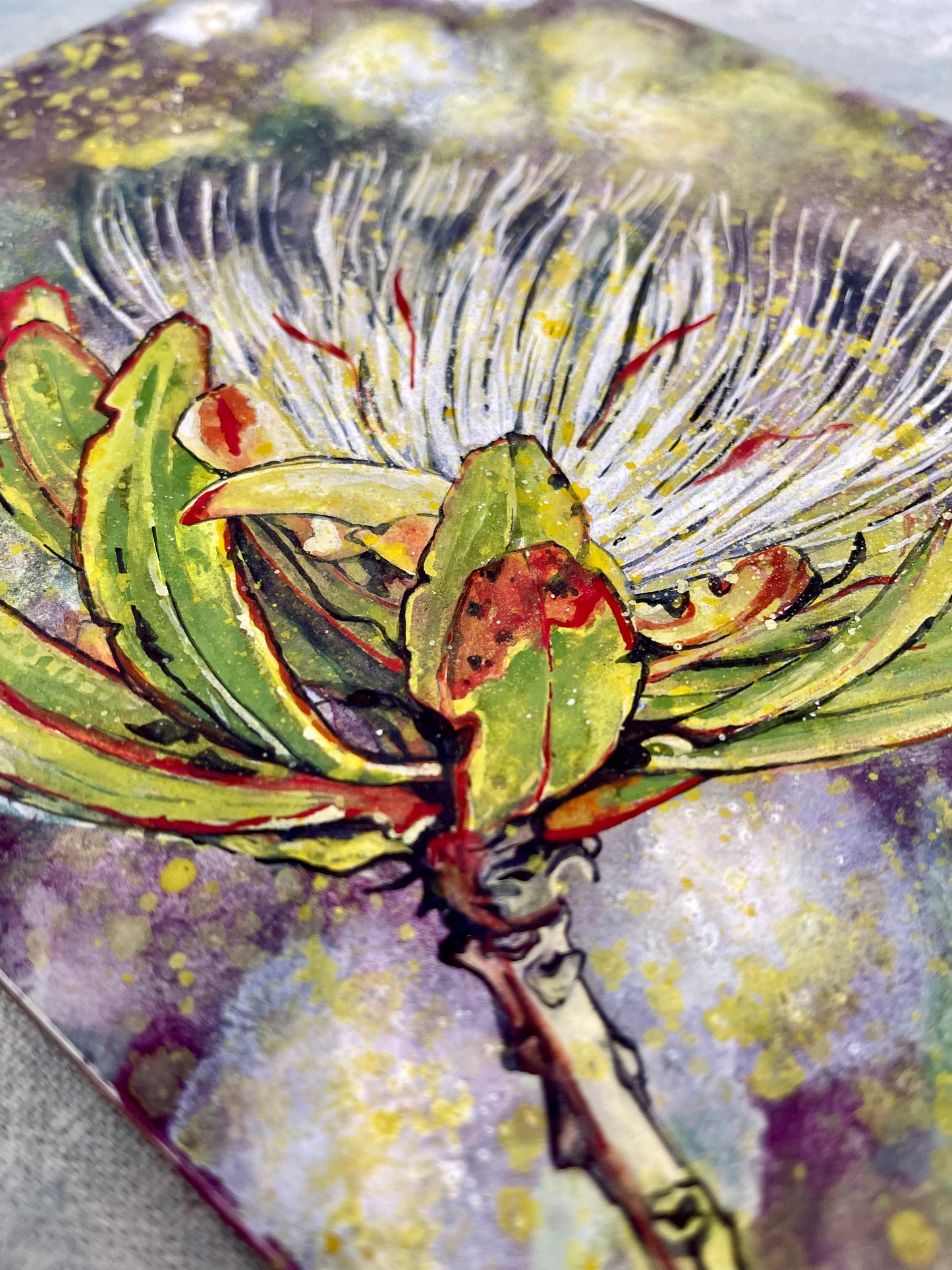 Protea Kilimandscharica