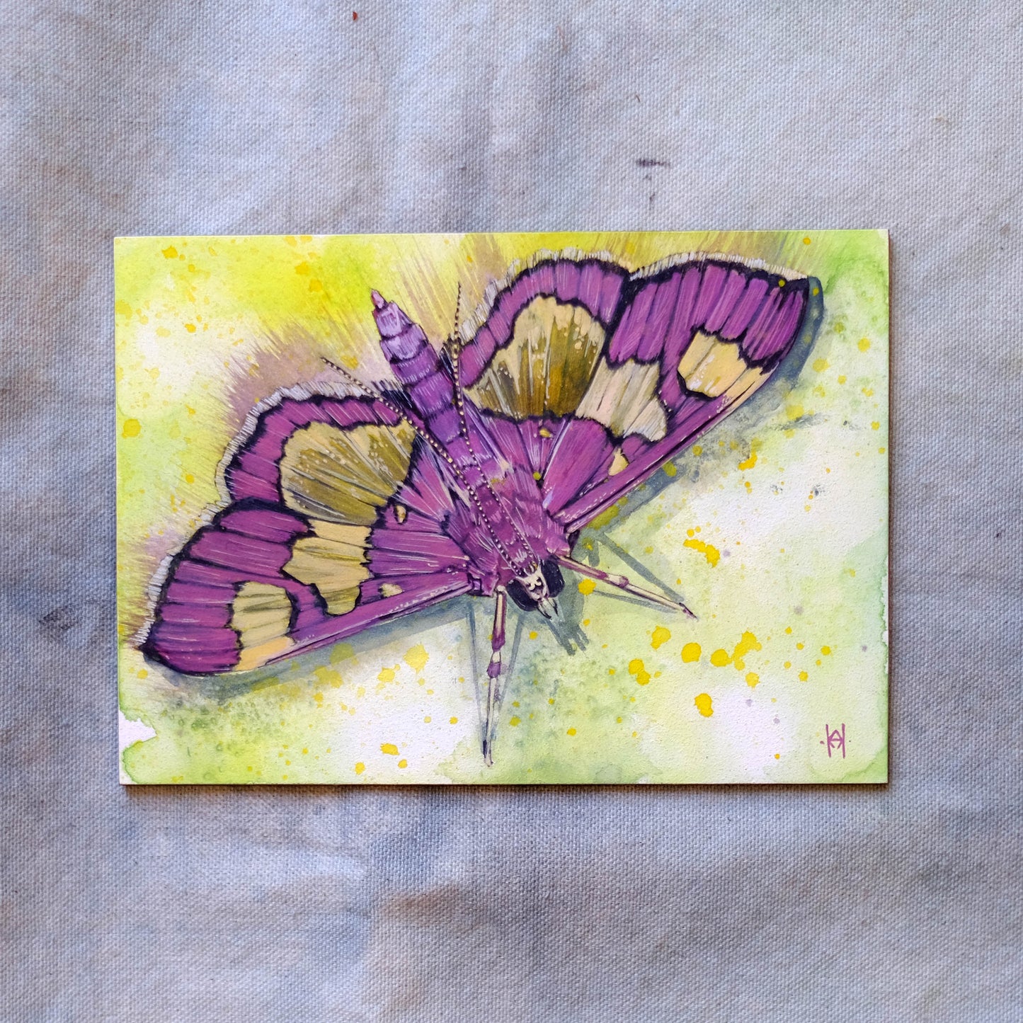 Distinguished Colymychus Moth