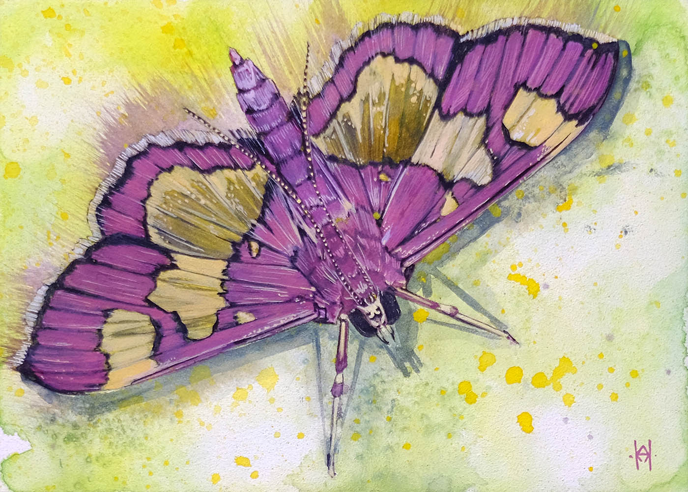 Distinguished Colymychus Moth