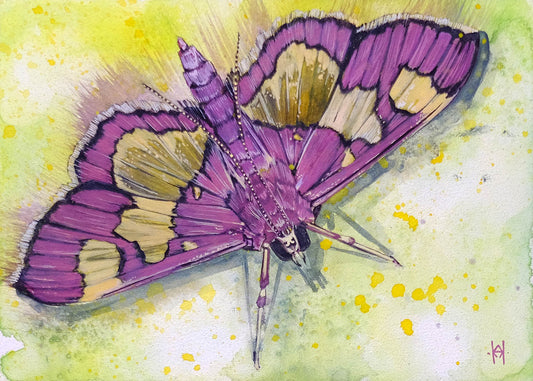 Distinguished Colymychus Moth