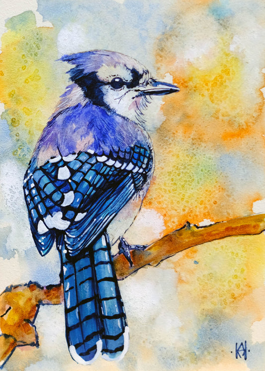Blue Jay - Signed and Numbered Fine Art Prints