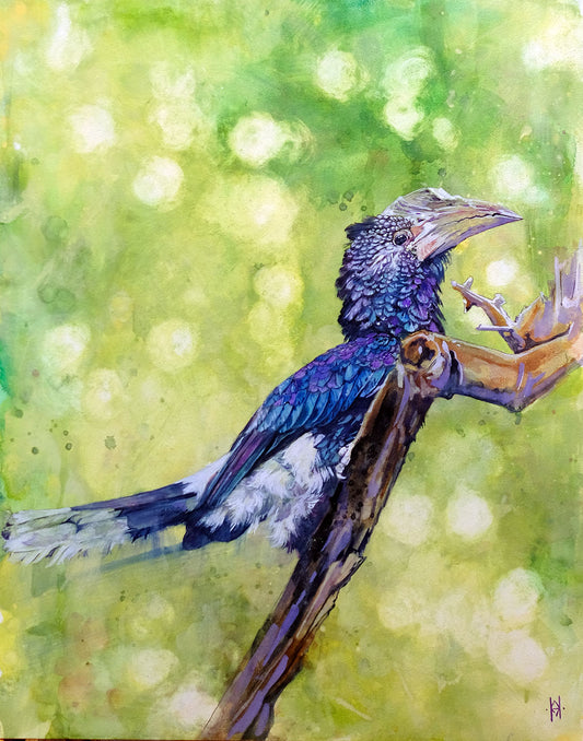 Black and White Casqued Hornbill