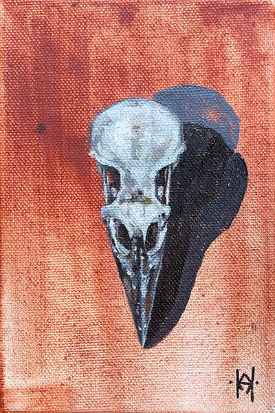 Corvus brachyrhynchos (Crow) Skull